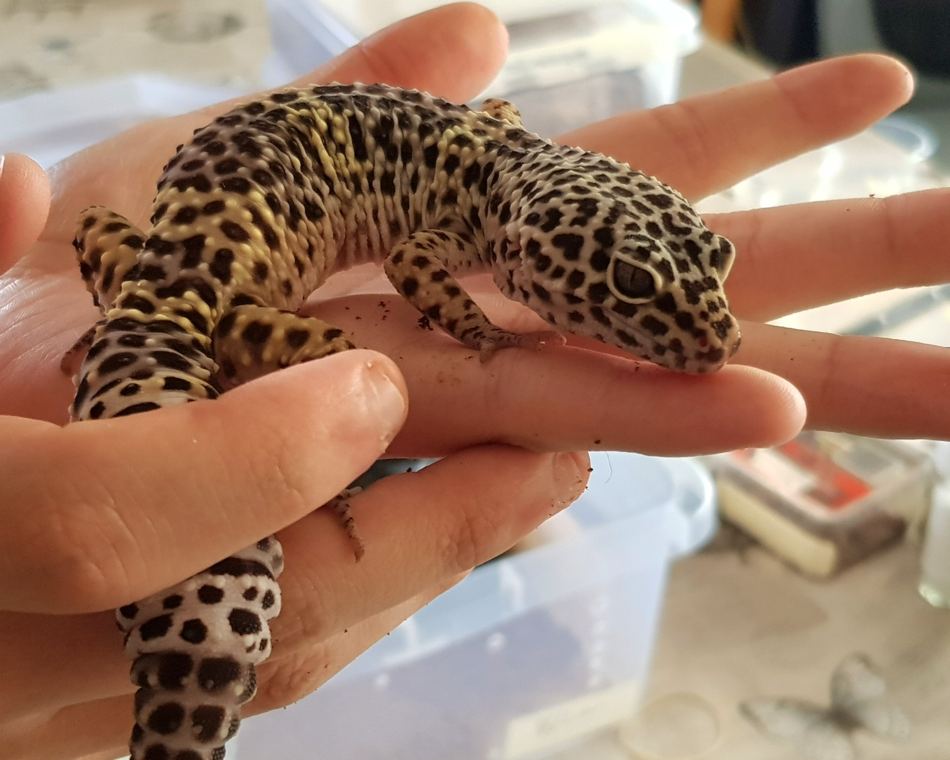 Wild Type - som de ser ud i naturen